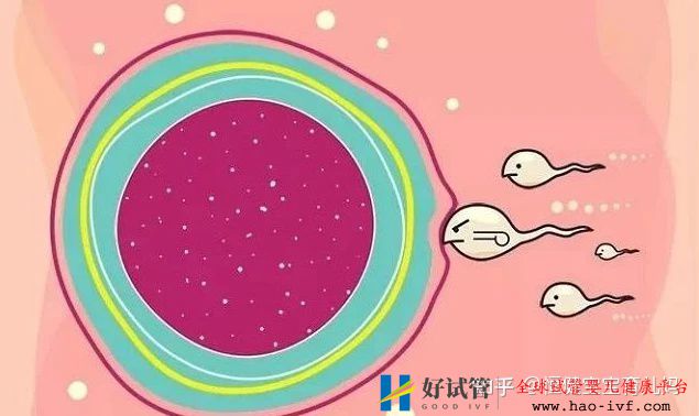 第三代试管的流程与费用,看完你就清楚了(图3) 第三代试管的流程与费用,看完你就清楚了(图3)