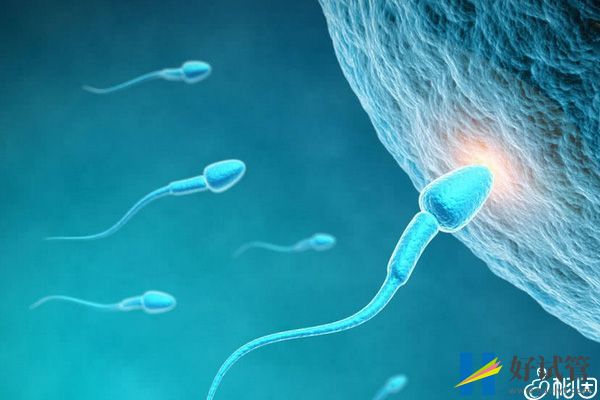 男性备孕生男孩吃什么药答案在这,补肾胶囊用多久有讲究(图1) 提高生男孩几率有方法