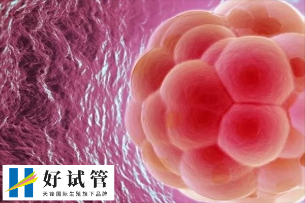 荆州中心医院试管双胞胎费用(图3) 促排期间要定期监测卵泡