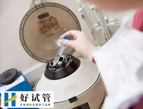 冻胚移植可以提高妊娠率