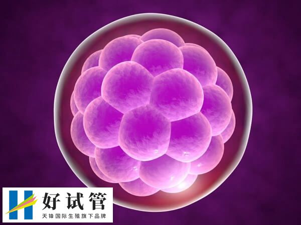 试管囊胚移植是一种常见的辅助生殖技术