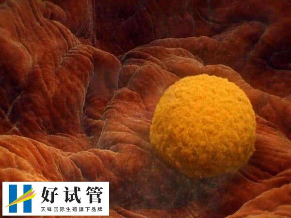 4BC的囊胚移植成功率大约40%-50%