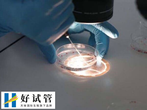 5个受精卵能养囊几个(图1) 养囊成功的个数因人而异