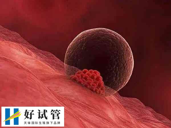 胚胎移植后会不会出现胎停(图2) 子宫环境会影响胚胎着床