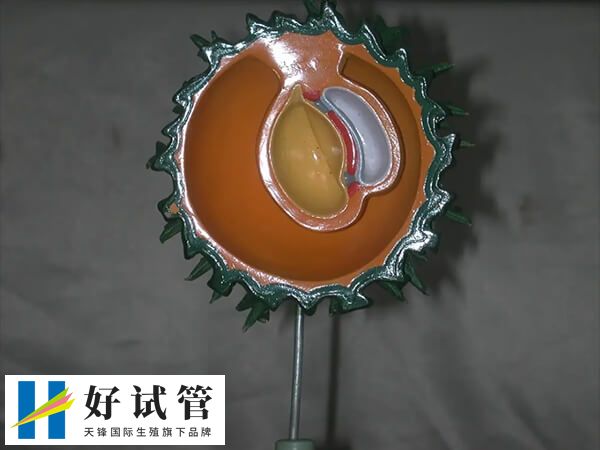 4细胞胚胎有没有移植的必要(图1) 4细胞胚胎发育速度较慢