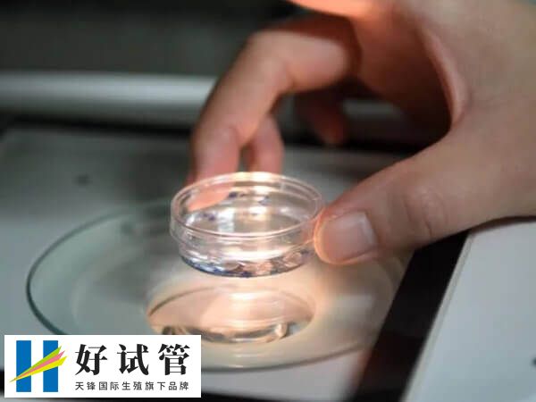 5bb囊胚的成功率有60%