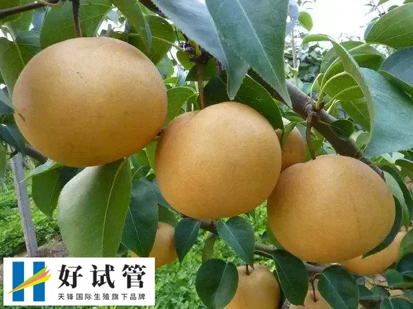 试管降调吃什么水果好(图1) 吃梨对卵泡有好处