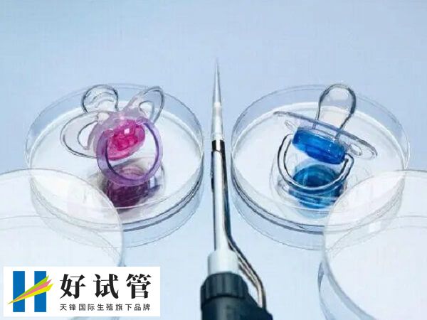 试管婴儿怎么生龙凤胎(图1) 利用三代试管婴儿技术选择龙凤胎的成功率比自然受孕怀双胞胎的成功率较高